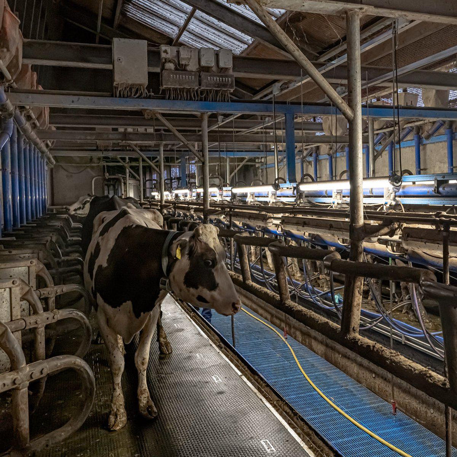 FarmPro LED TL fixture 150 cm - Agricultural LED TL lighting - Ammonia and water resistant - IP69K - LED.nl