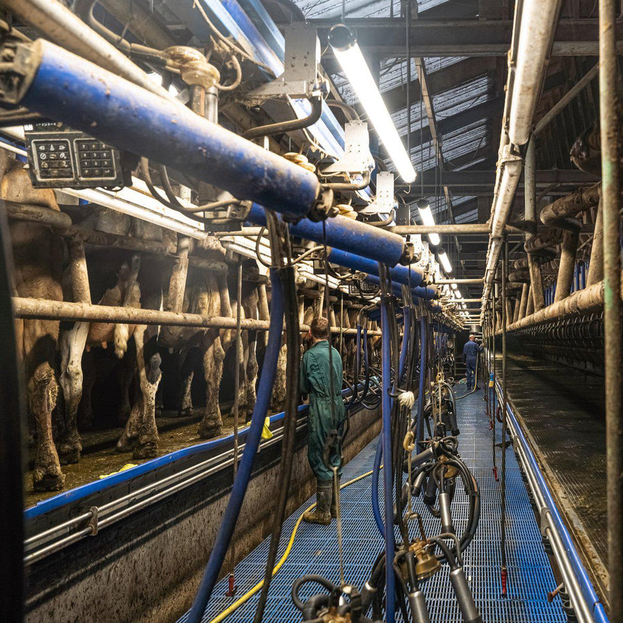 FarmPro LED TL fixture 150 cm - Agricultural LED TL lighting - Ammonia and water resistant - IP69K - LED.nl